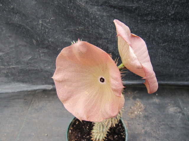 Hoodia Gordonii Diet is it Science or Full Hype? hoodia Hoodia Gordonii Diet is it Science or Full Hype?