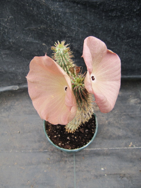 Hoodia Gordonii Diet is it Science or Full Hype? hoodia1 Hoodia Gordonii Diet is it Science or Full Hype?