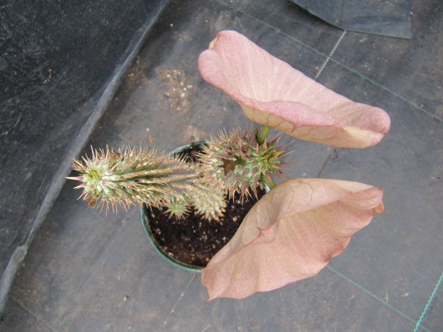 Hoodia Gordonii Diet is it Science or Full Hype? hoodia2 Hoodia Gordonii Diet is it Science or Full Hype?