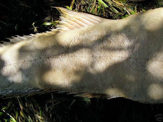 belive or not2 Believe or not, the choice is yours Photoshop power