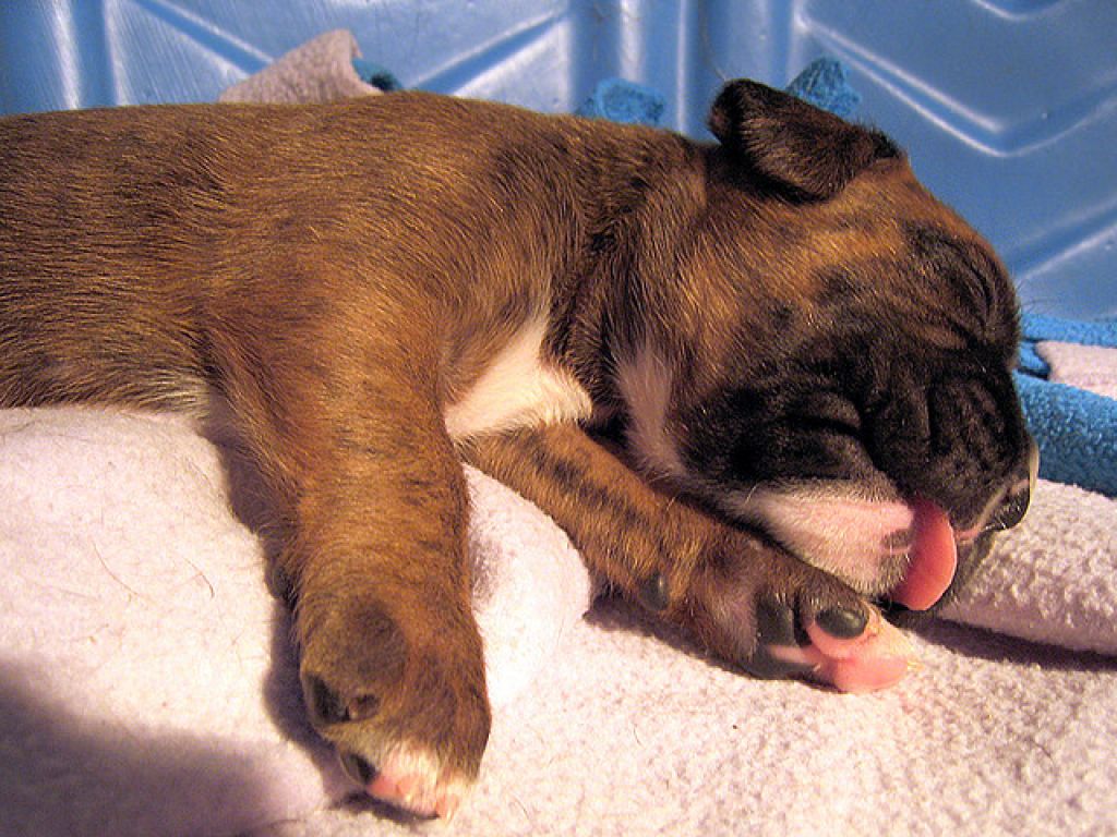 boxer puppies dog1 How Cute Little Boxer Puppies Are Sleeping