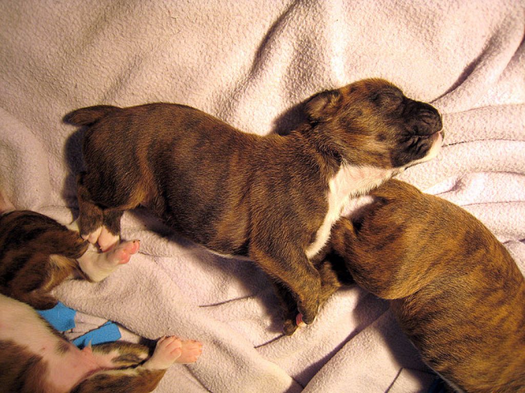 boxer puppies dog3 How Cute Little Boxer Puppies Are Sleeping