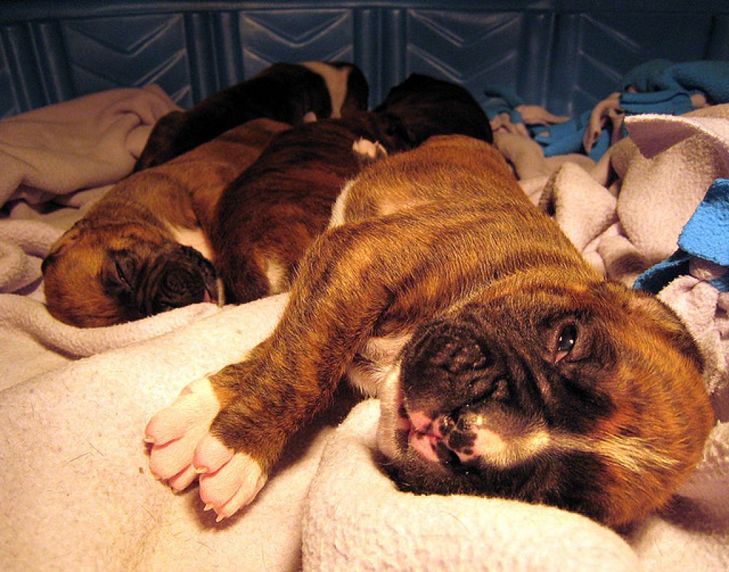 boxer puppies dog4 How Cute Little Boxer Puppies Are Sleeping