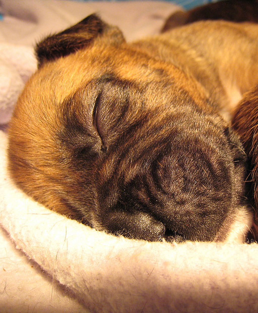 boxer puppies dog5 How Cute Little Boxer Puppies Are Sleeping