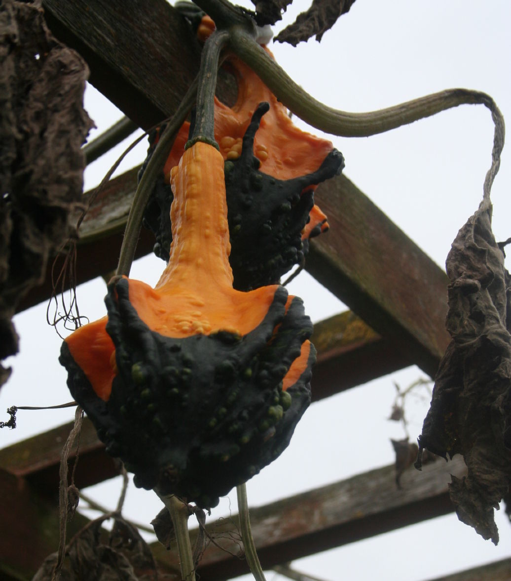 results pumpkin carving mania 13 Results of Pumpkin Carving Mania