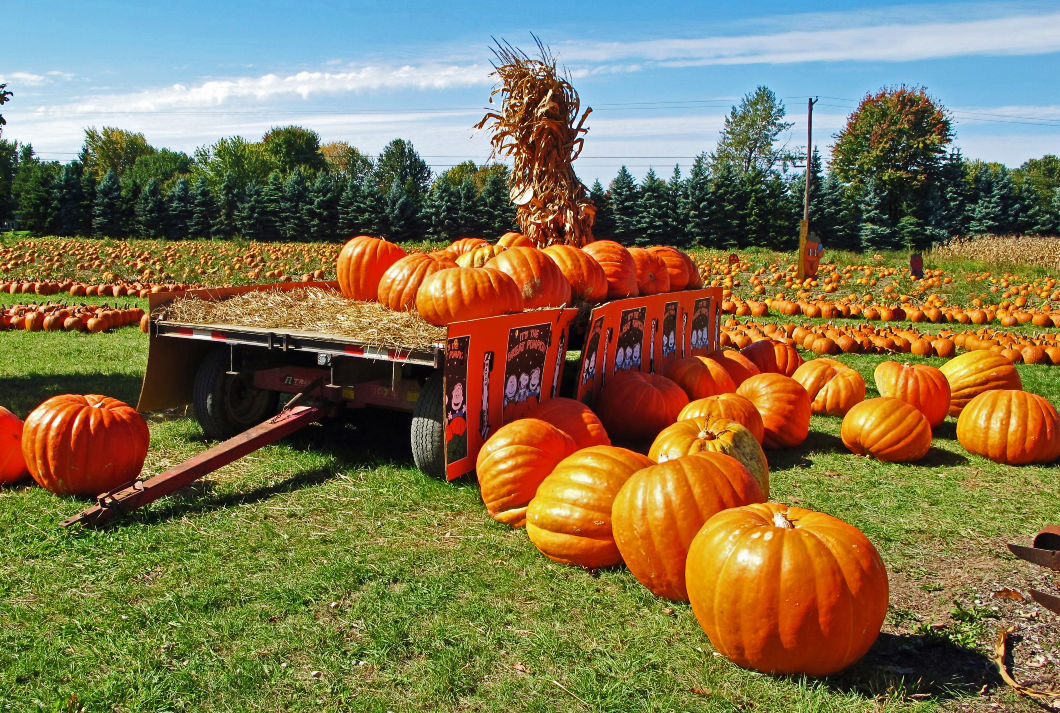 results pumpkin carving mania 15 Results of Pumpkin Carving Mania
