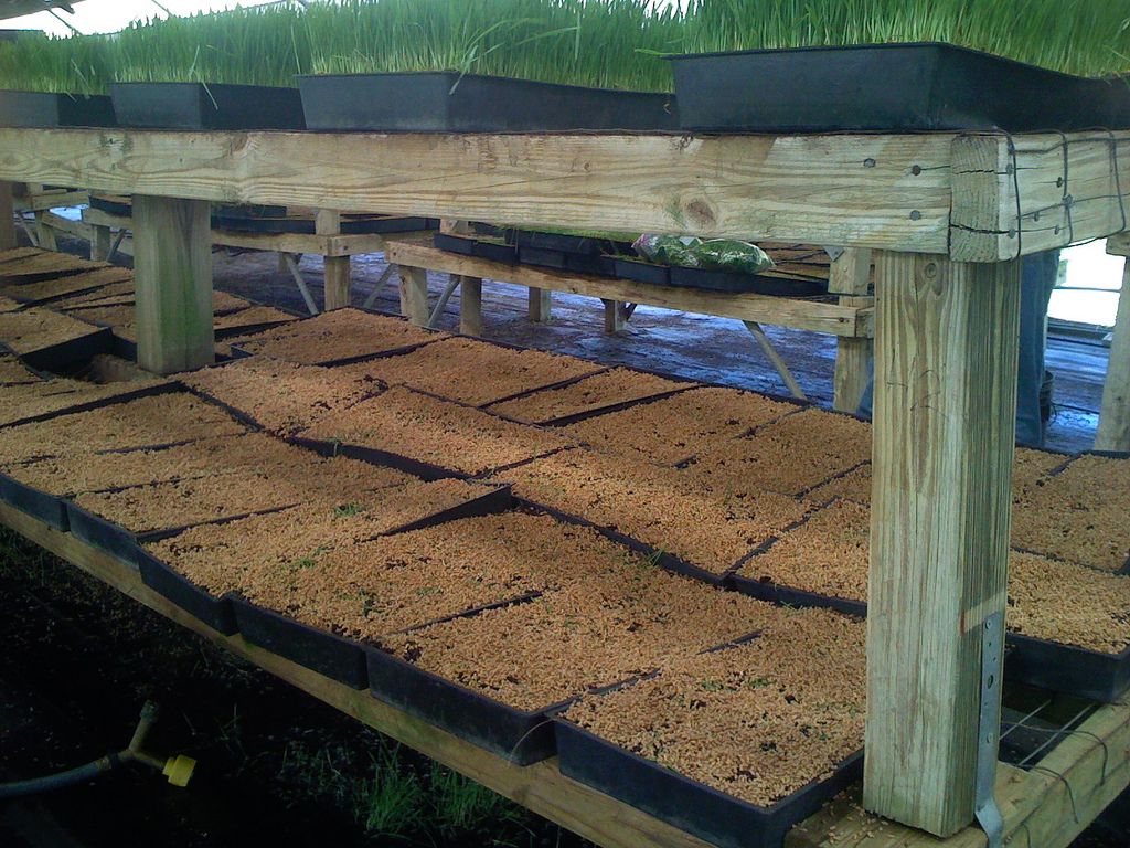 wheatgrass Growing and Health Benefits of Wheatgrass