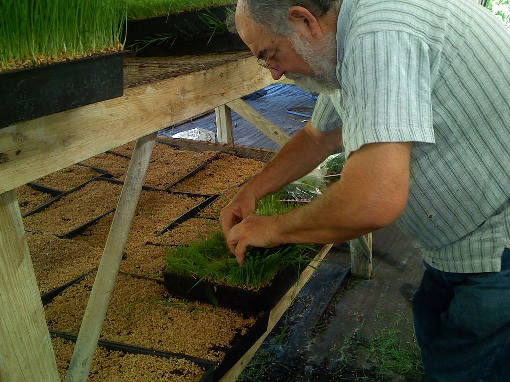 wheatgrass1 Growing and Health Benefits of Wheatgrass