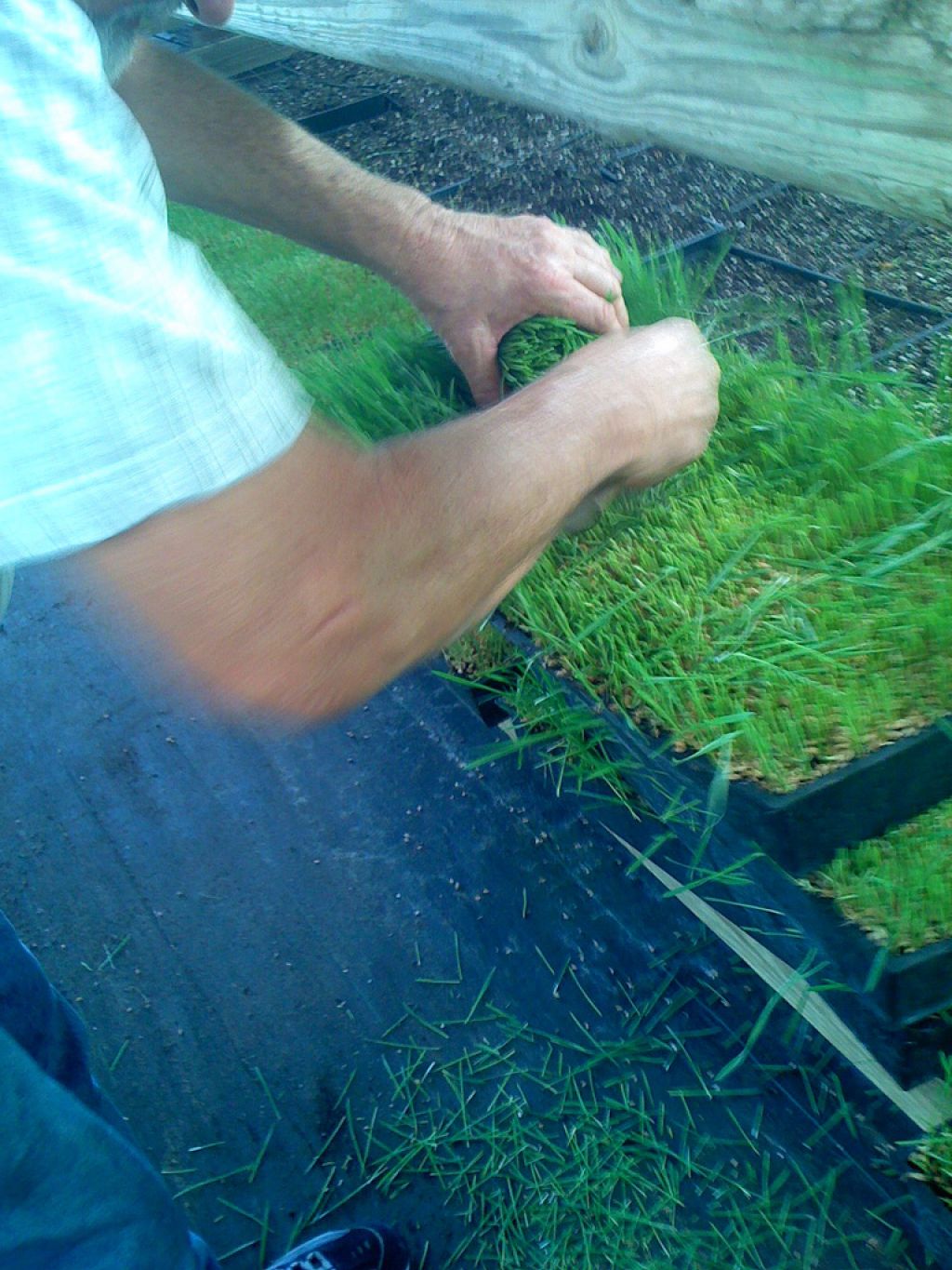 wheatgrass10 Growing and Health Benefits of Wheatgrass