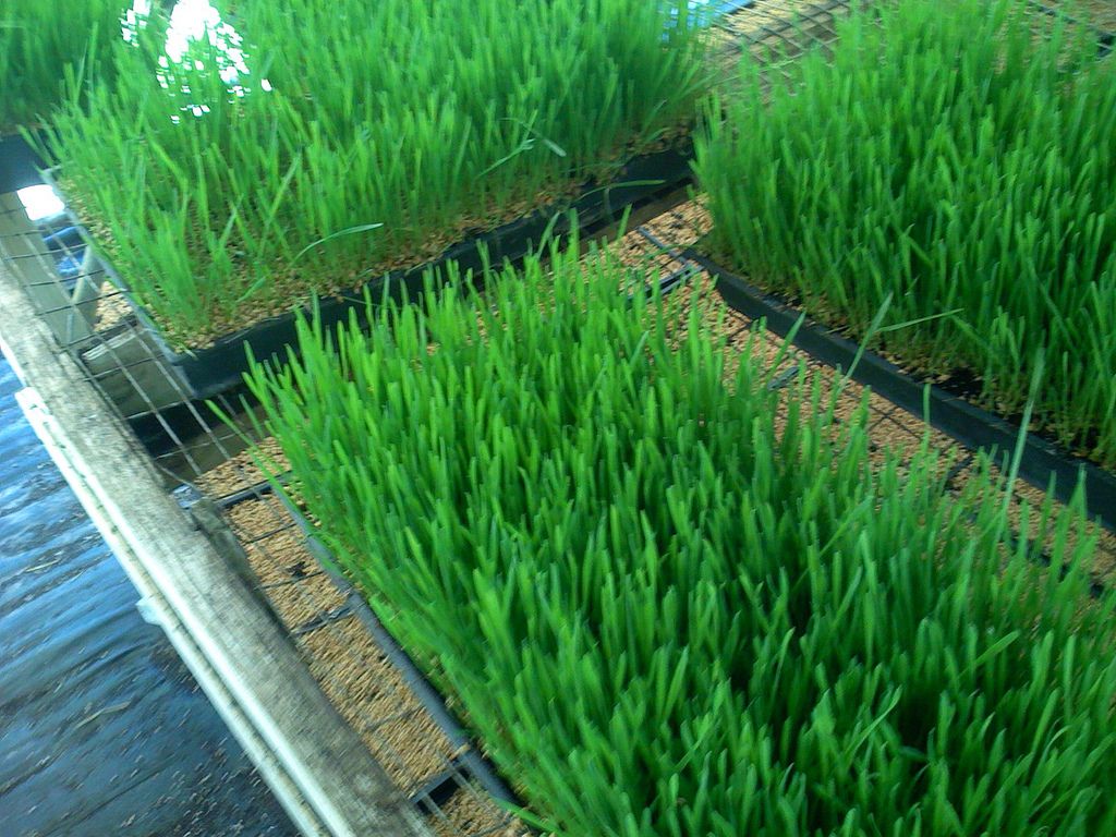 wheatgrass11 Growing and Health Benefits of Wheatgrass