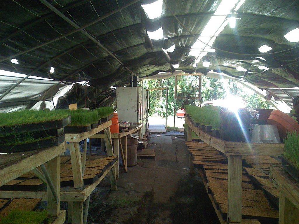 wheatgrass12 Growing and Health Benefits of Wheatgrass