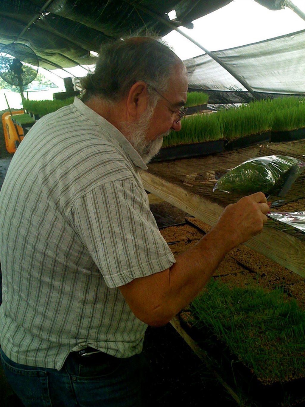 wheatgrass13 Growing and Health Benefits of Wheatgrass