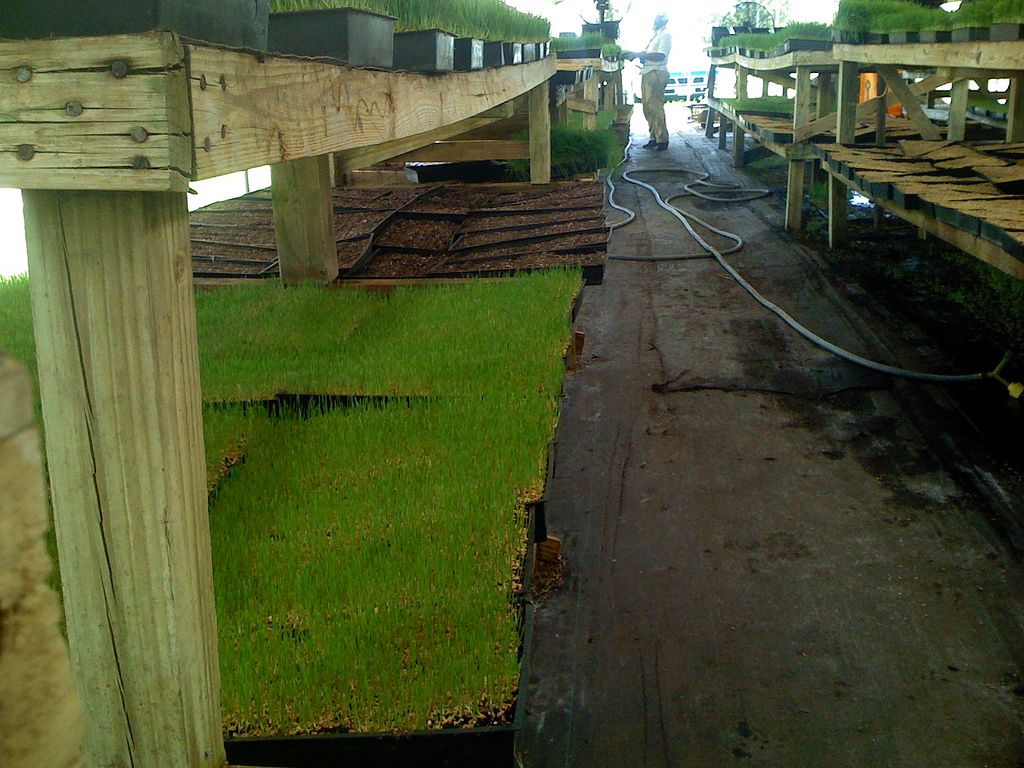 wheatgrass2 Growing and Health Benefits of Wheatgrass