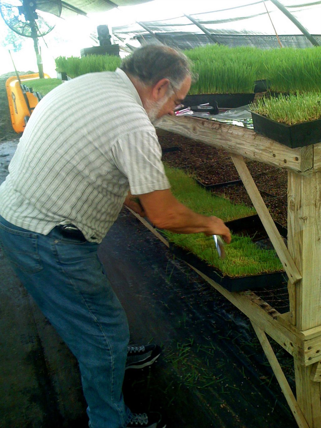 wheatgrass3 Growing and Health Benefits of Wheatgrass