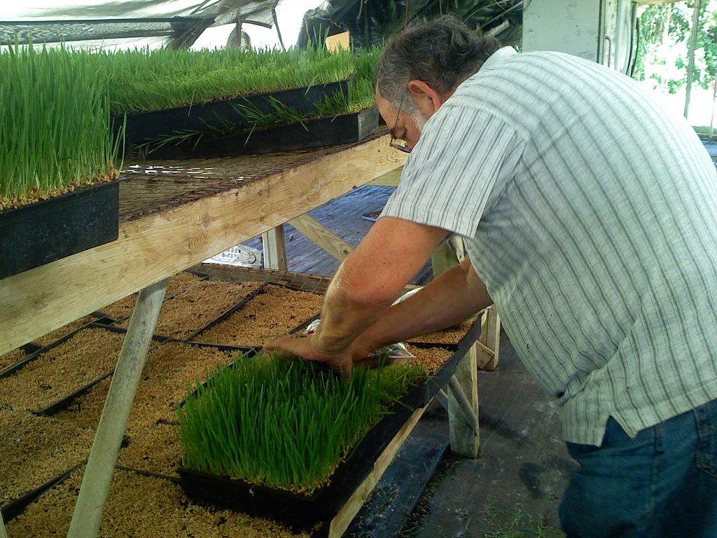 wheatgrass5 Growing and Health Benefits of Wheatgrass
