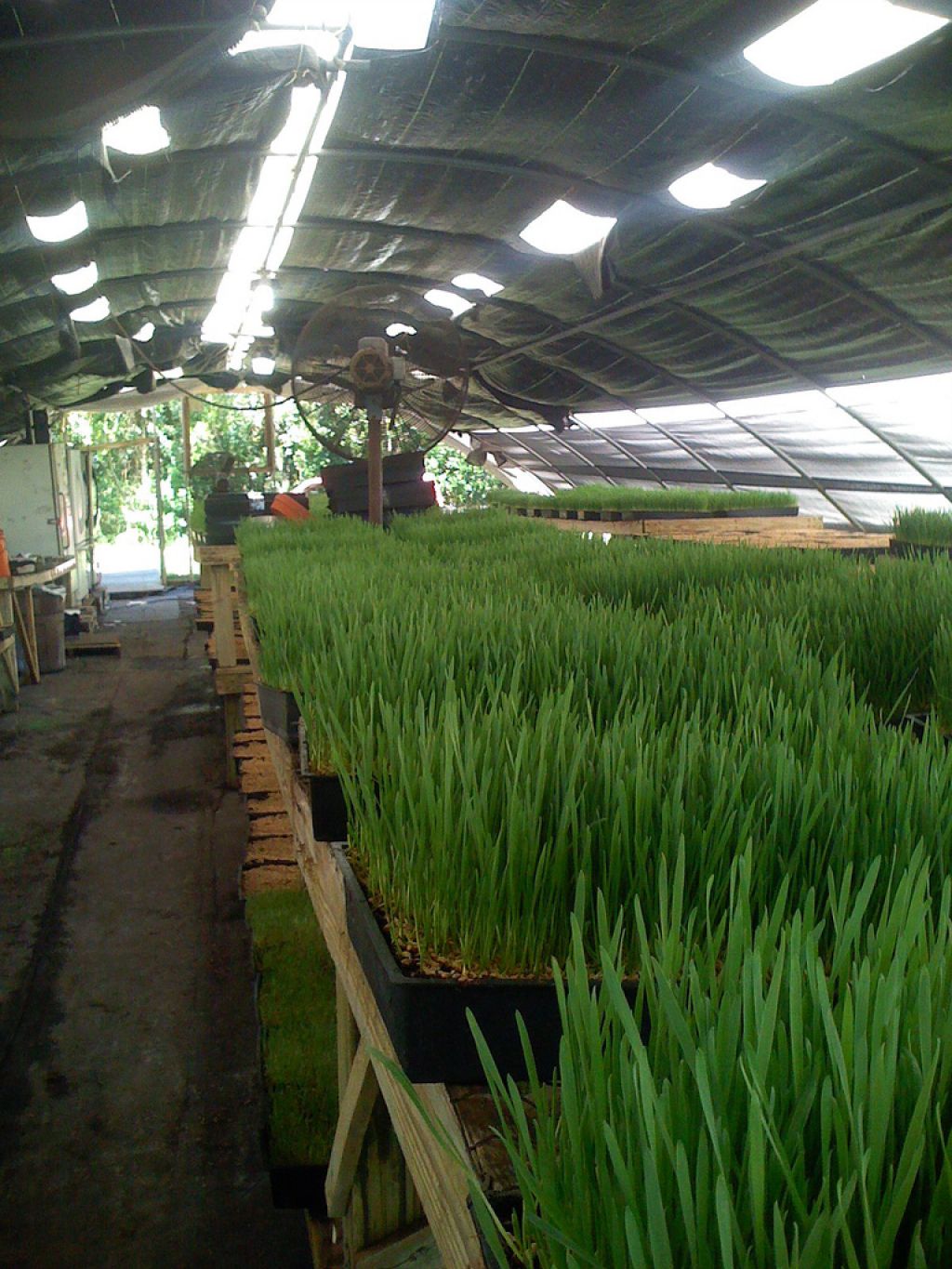 wheatgrass7 Growing and Health Benefits of Wheatgrass
