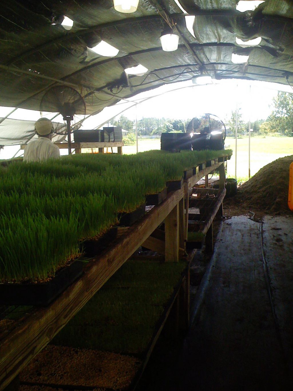 wheatgrass8 Growing and Health Benefits of Wheatgrass