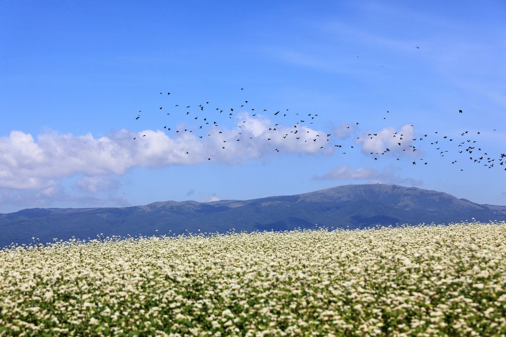 buckwheat1 The Health Benefits of Eating Buckwheat Plant
