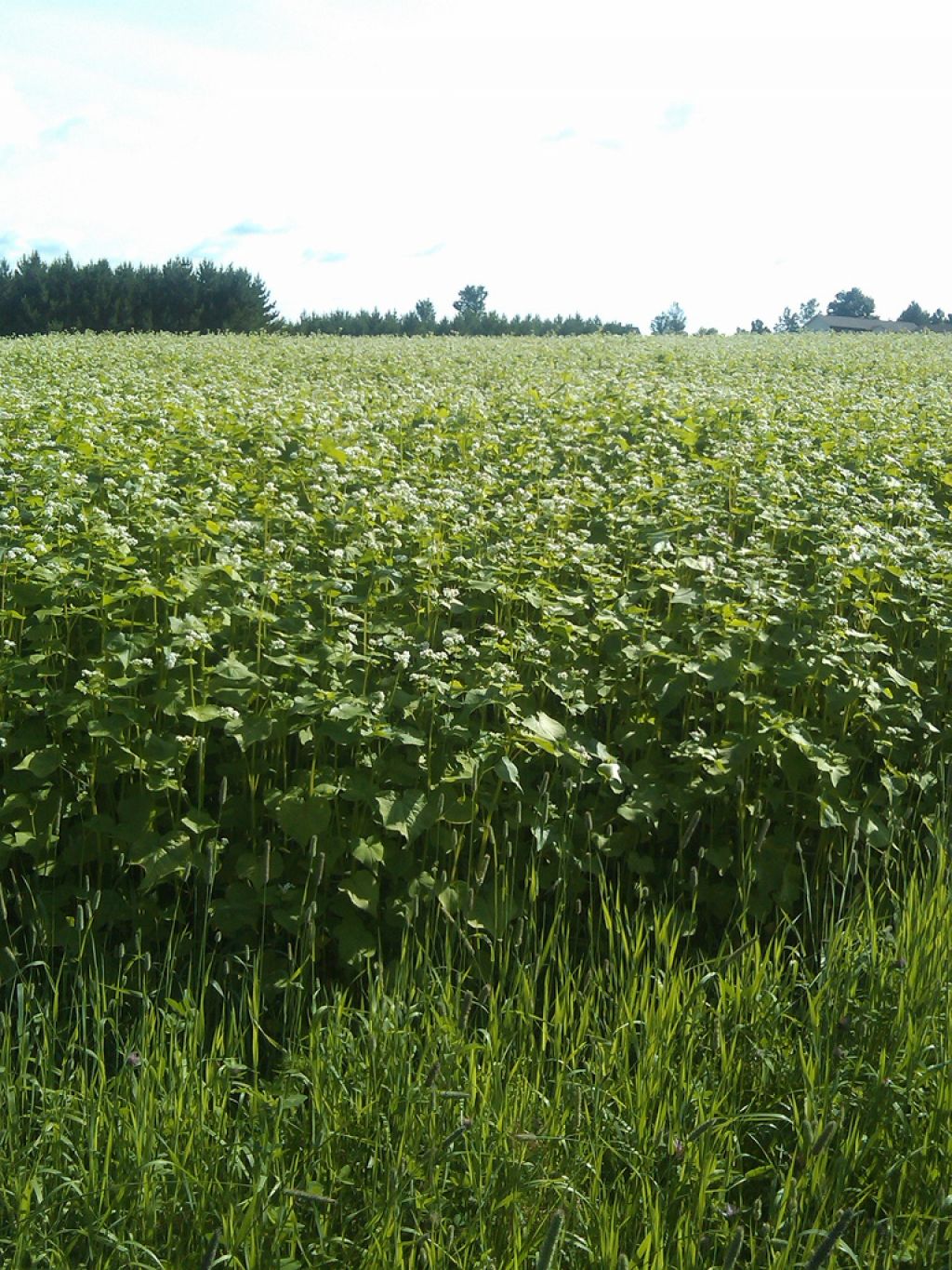 buckwheat2 The Health Benefits of Eating Buckwheat Plant