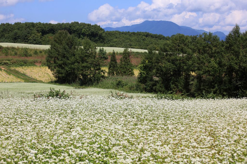 buckwheat7 The Health Benefits of Eating Buckwheat Plant