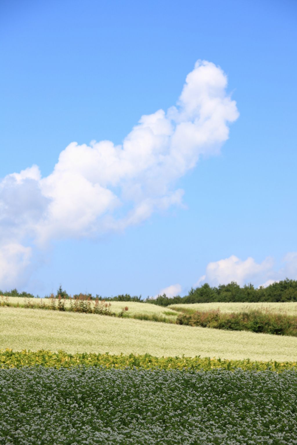 buckwheat9 The Health Benefits of Eating Buckwheat Plant