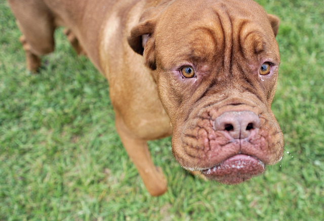 dogs bite When A Dogs Bite Is Worse Than Its Bark: Whats Next?