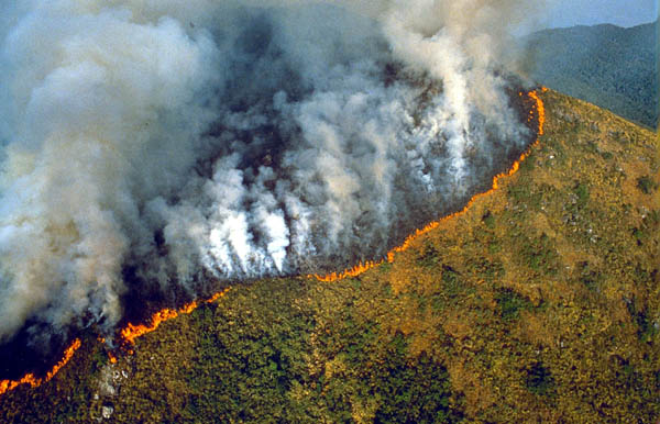 10 The Amazon Rainforest Deforestation Impact