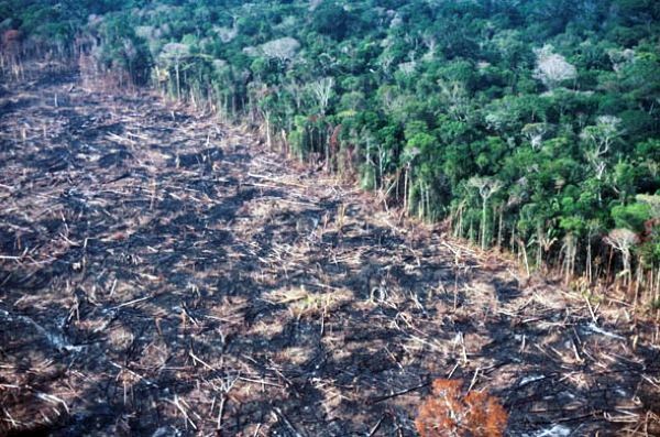 3 The Amazon Rainforest Deforestation Impact