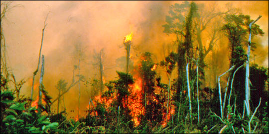 4 The Amazon Rainforest Deforestation Impact