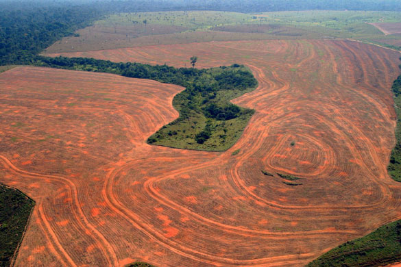 5 The Amazon Rainforest Deforestation Impact