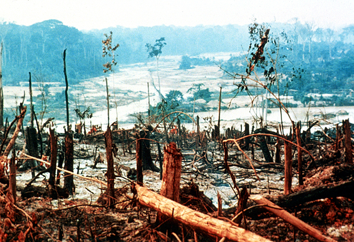 6 The Amazon Rainforest Deforestation Impact