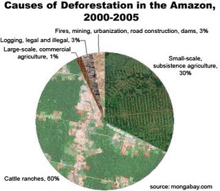 7 The Amazon Rainforest Deforestation Impact