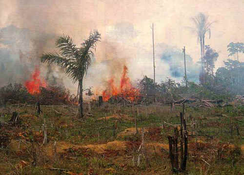 8 The Amazon Rainforest Deforestation Impact
