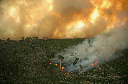 9 The Amazon Rainforest Deforestation Impact