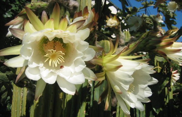 The most beautiful flowers beatiful flowers1 The most beautiful flowers