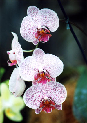 The most beautiful flowers beatiful flowers2 The most beautiful flowers