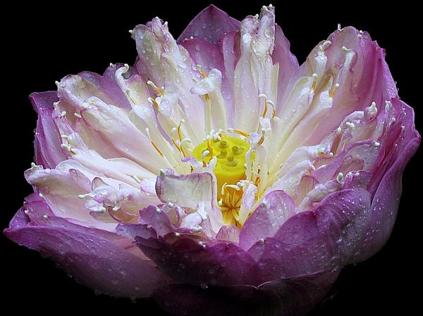 The most beautiful flowers beatiful flowers5 The most beautiful flowers