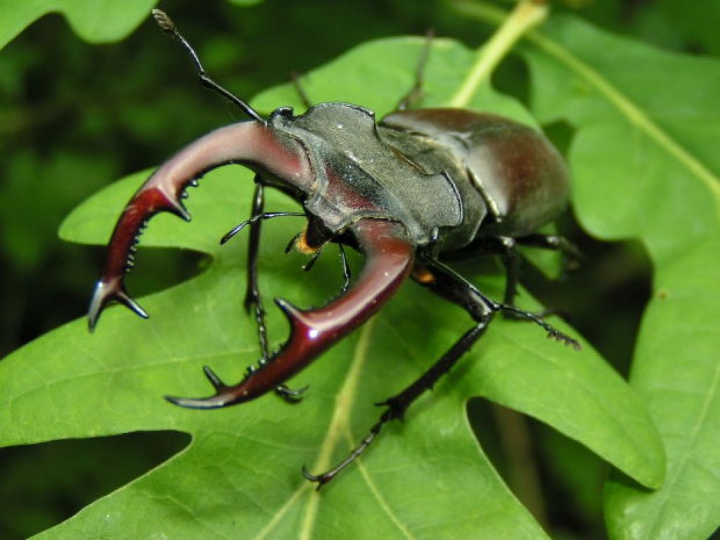 beetle When Beetle Meets Mary