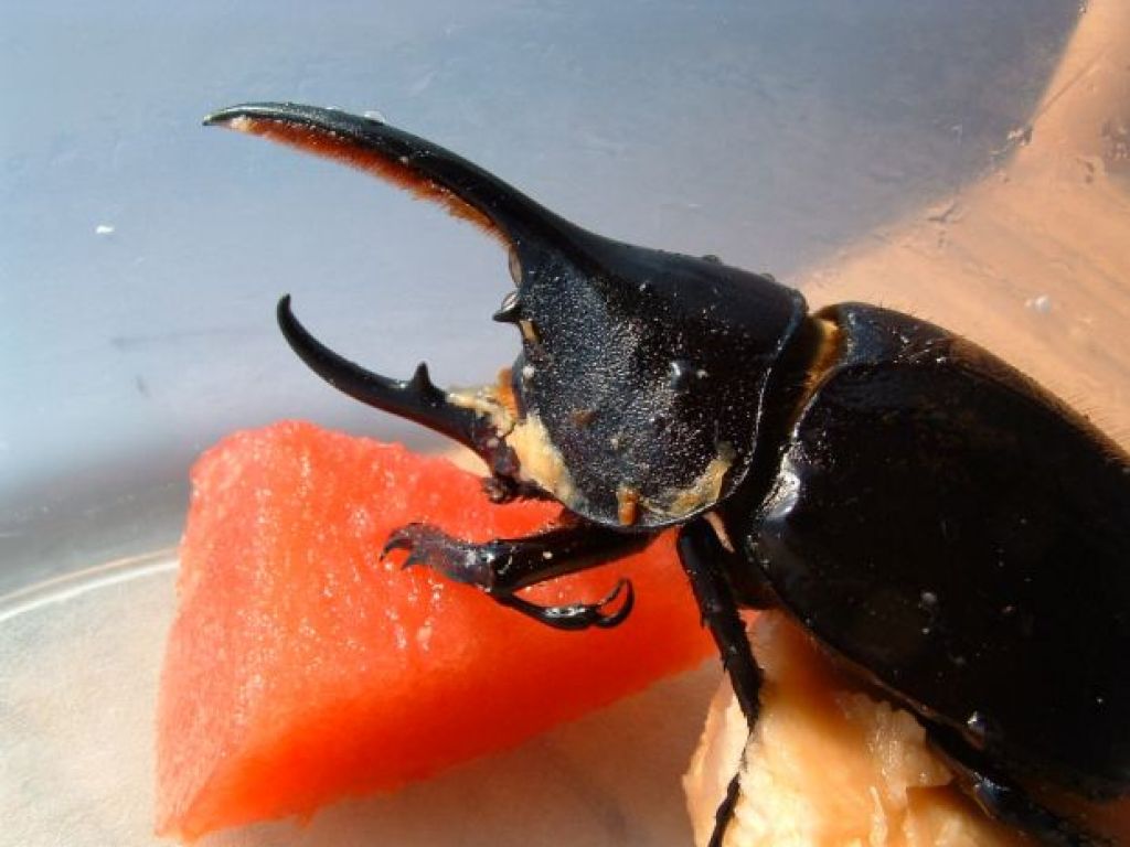 beetle1 When Beetle Meets Mary