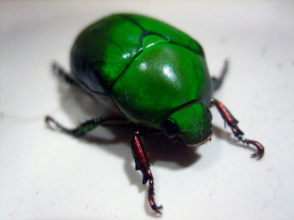 beetle2 When Beetle Meets Mary