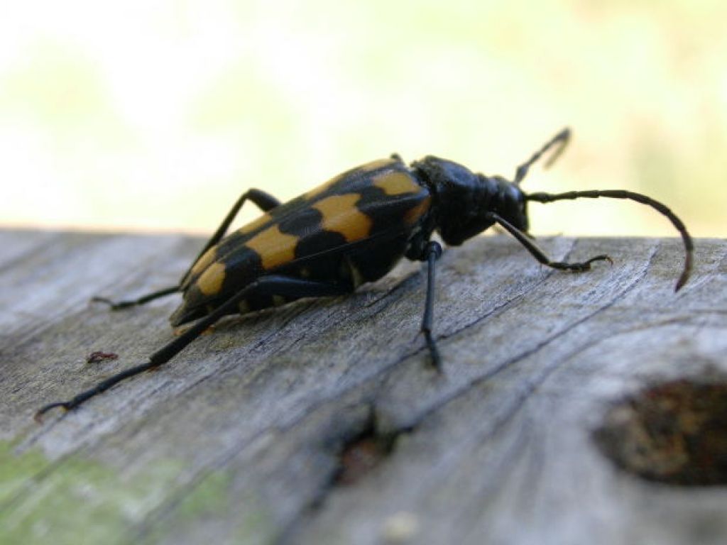 beetle4 When Beetle Meets Mary