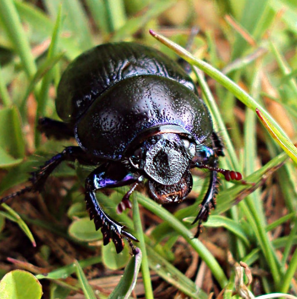 beetle5 When Beetle Meets Mary