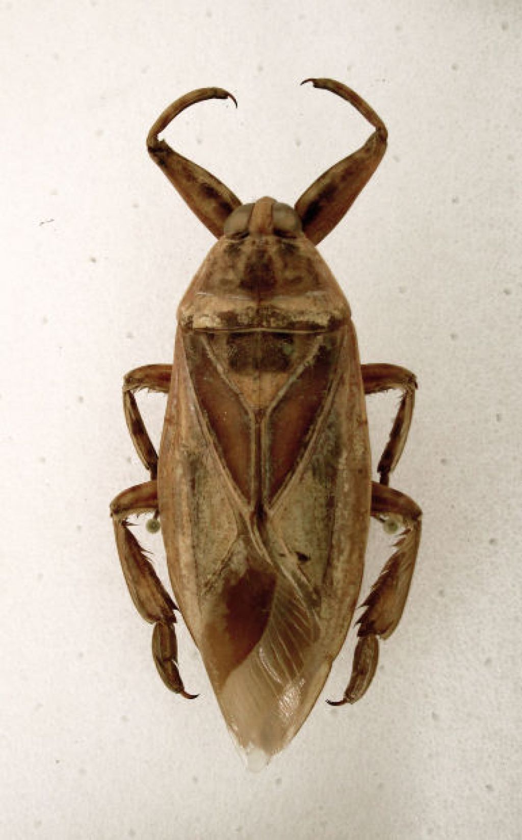 beetle7 When Beetle Meets Mary