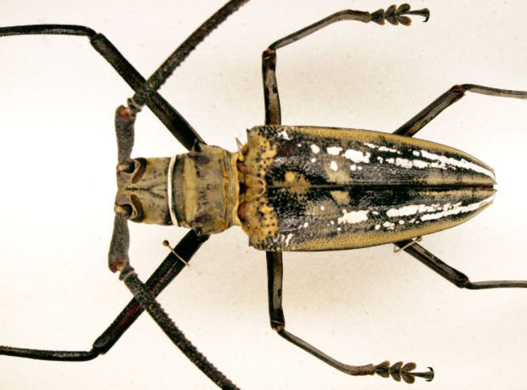 beetle8 When Beetle Meets Mary