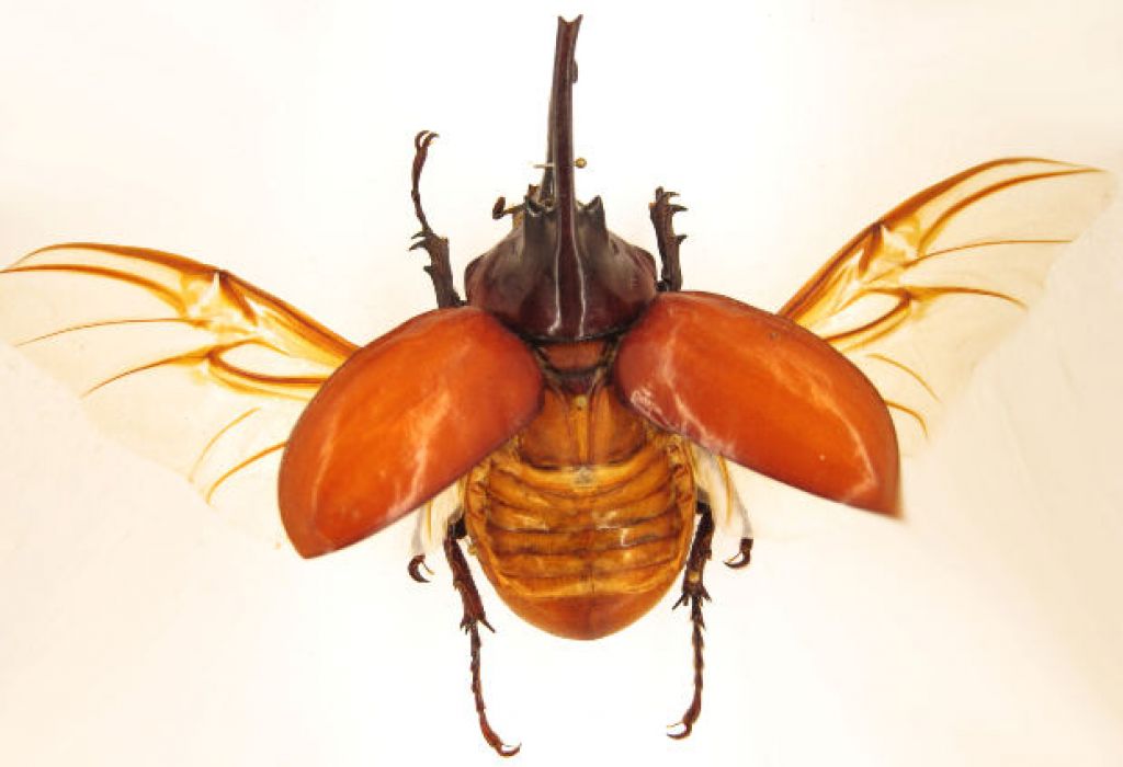 beetle9 When Beetle Meets Mary