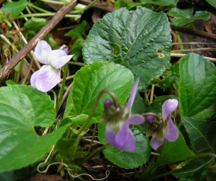 garden Finding Tranquility in Your Own Backyard: Focal Points Every Garden Should Have