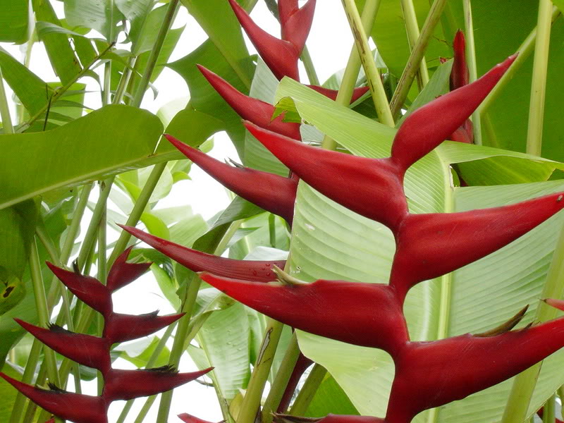 1 Wonderful Tropical Hawaiian Flowers