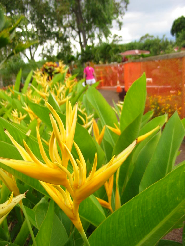 10 Wonderful Tropical Hawaiian Flowers