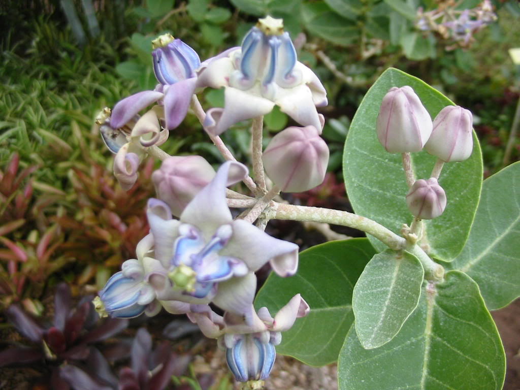 2 Wonderful Tropical Hawaiian Flowers