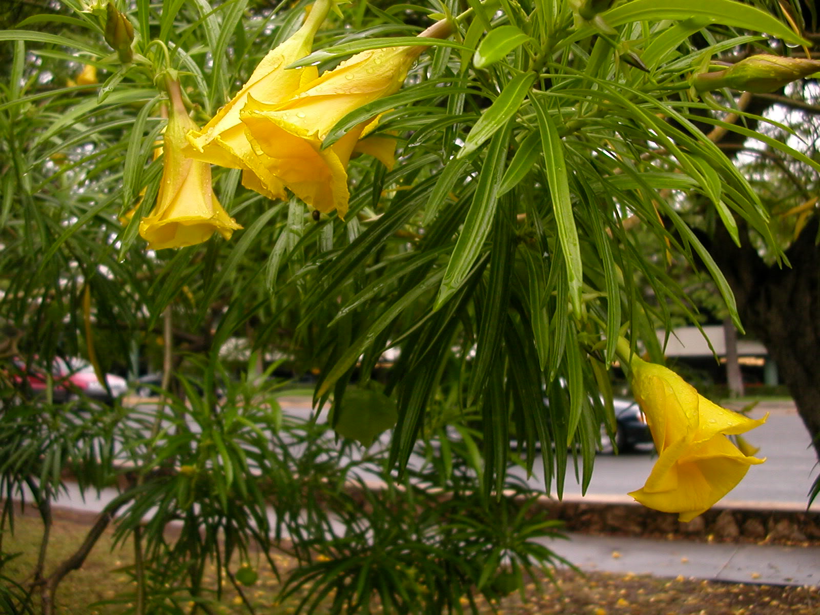 3 Wonderful Tropical Hawaiian Flowers